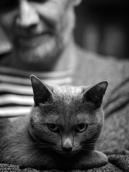 * кошка