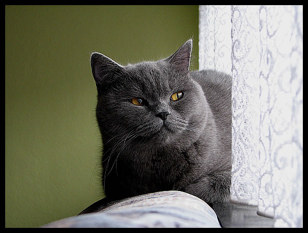 Задумчивый кот кот жизнь задумчивость животные