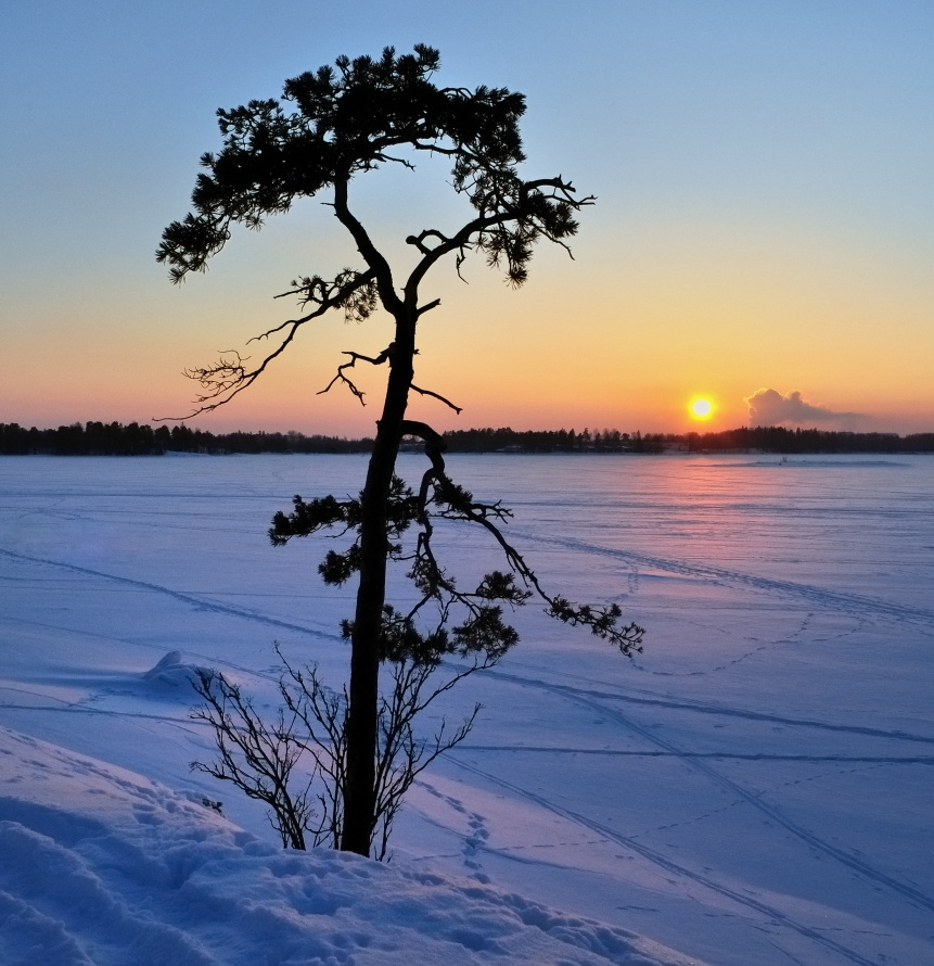 Сосна, или "наследили" закат зима Финский_залив Хельсинки winter sunset Gulf Helsinki