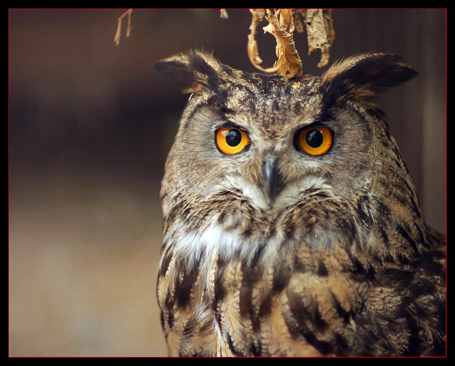 Budo Филин Bubo