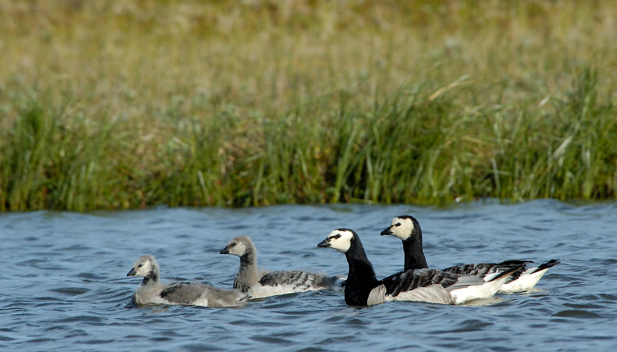 Дружная семья Белощекая казарка, Branta leucopsis, Barnacle Goose, Tobseda, Barents Sea, Arctic.