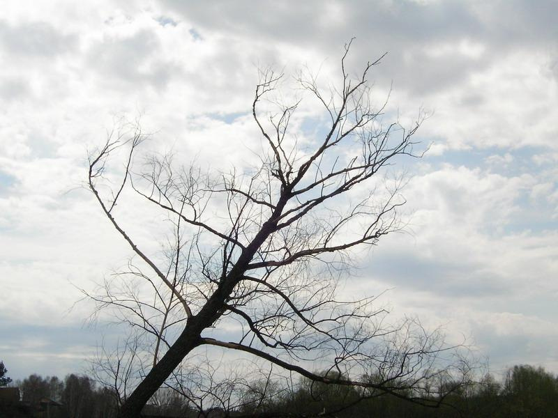 дерево 