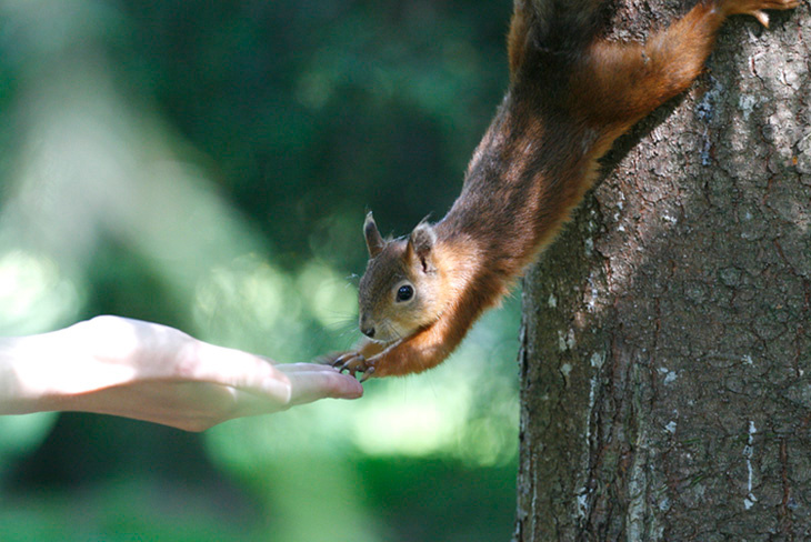 nuts, connecting people.. and squirells 