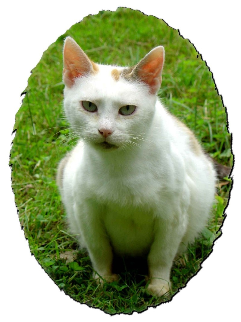 коша 