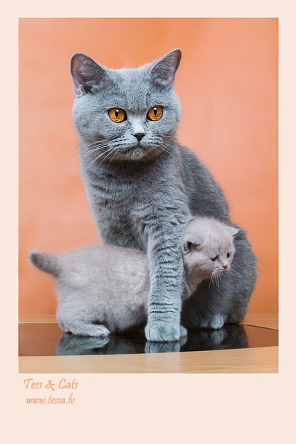 Кошка-мама и котик-сын британцы голубые лиловые кошка котенок