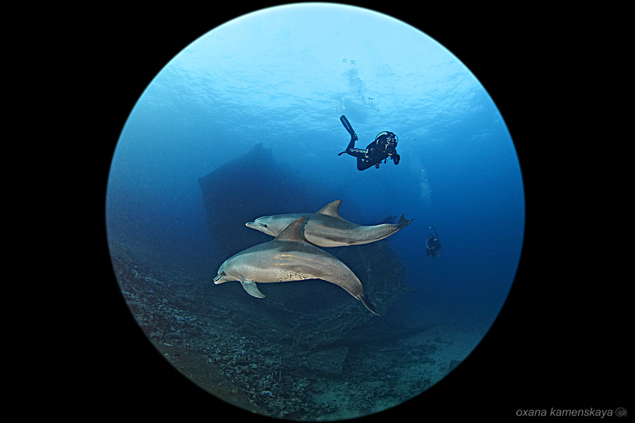 Dolphins and Wreck 