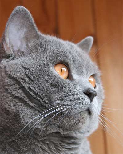 * * * кот британец