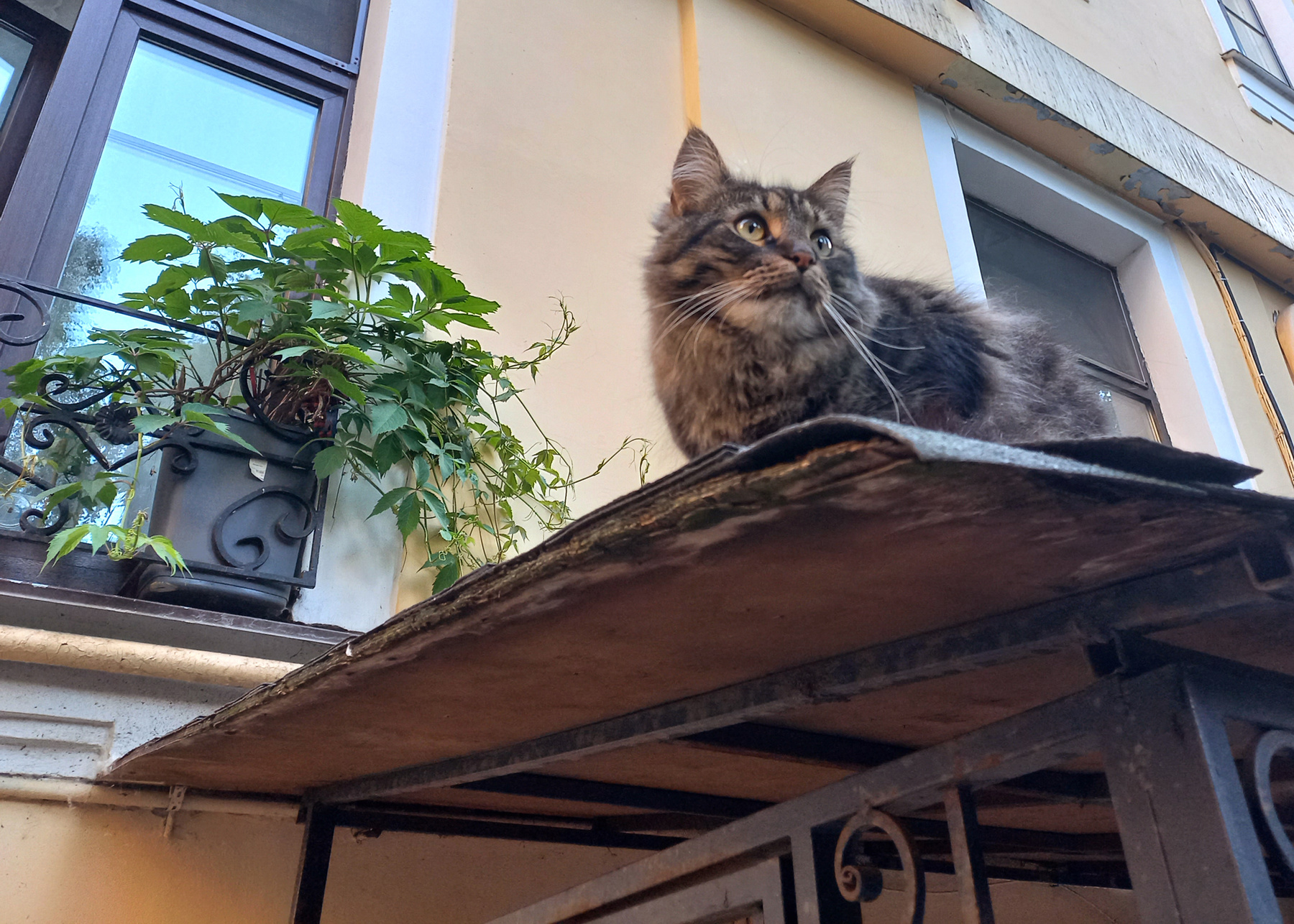 петербургский кот санкт-петербург двор кот