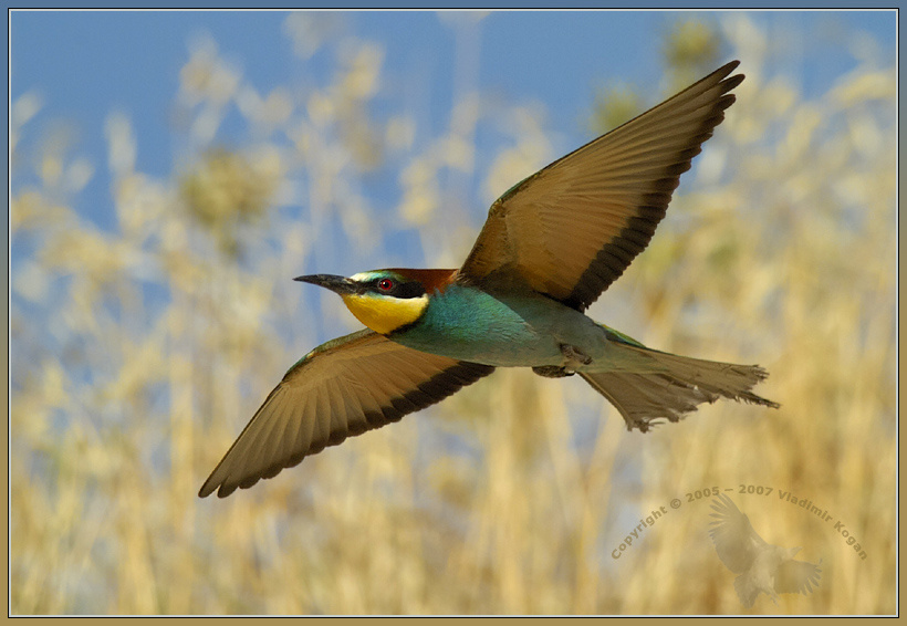 Bee-Eater ... Летающий бриллиантик Bee-Eater