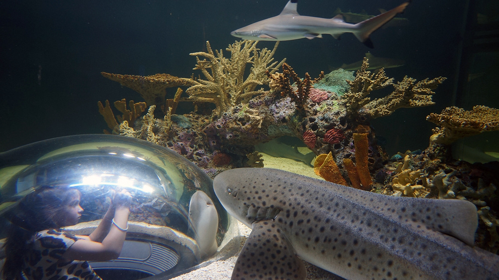 *** Aquarium_of_Canada Toronto