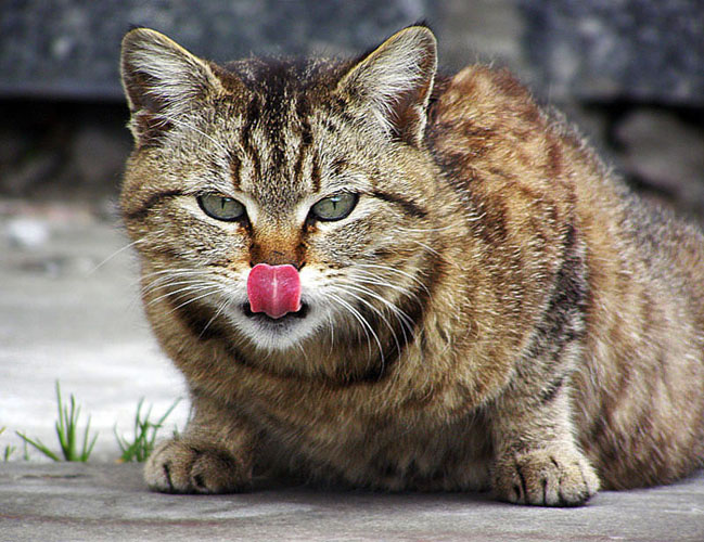 лизун котомафия