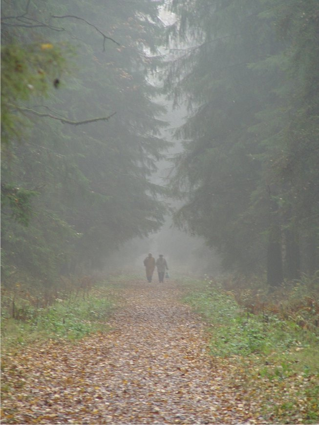 прогулка 