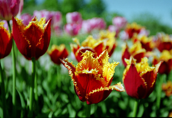 Tulips Flowers