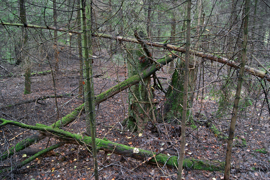 Бурелом (2) 