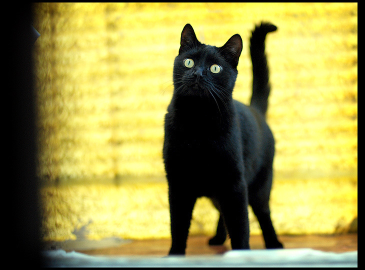 =§= котофота