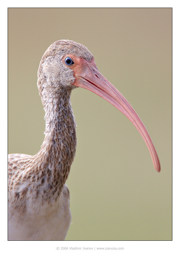 Голубоглазый блондин ибис белый White Ibis Florida US