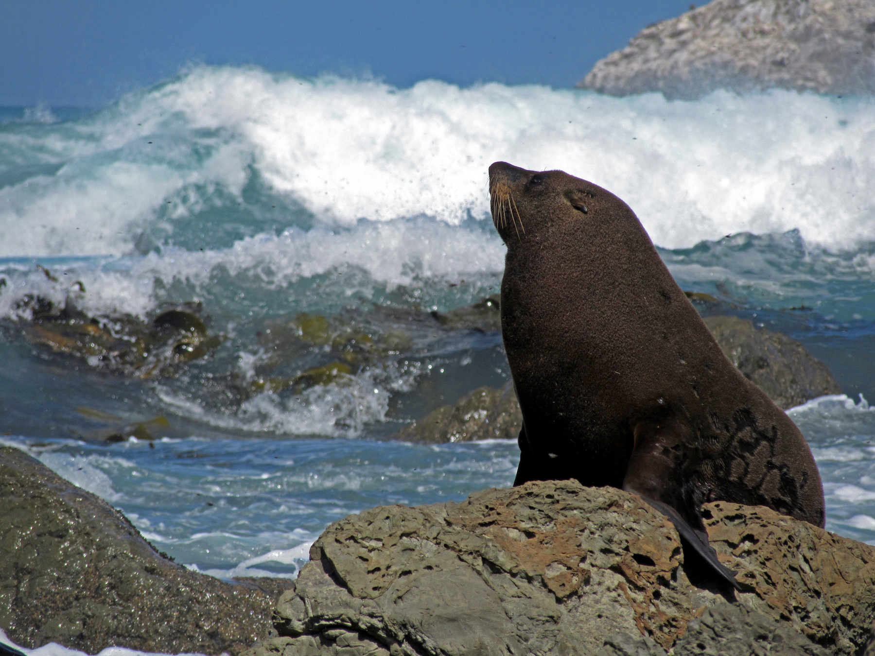 Морской котик New Zealand East Coast Kaikoura