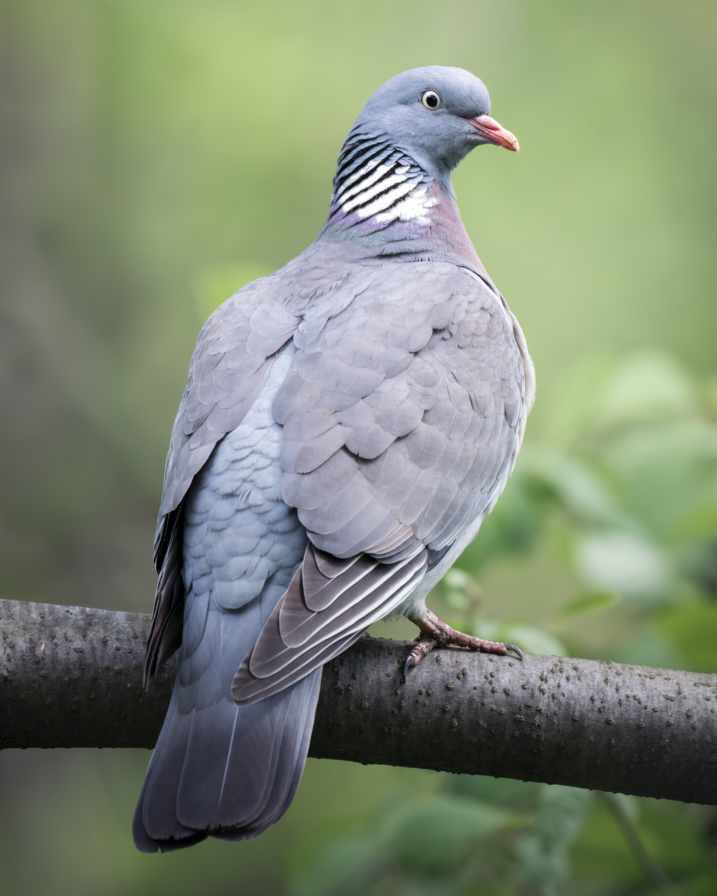 Вяхирь (Columba palumbus) 