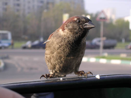 воробей воробушек
