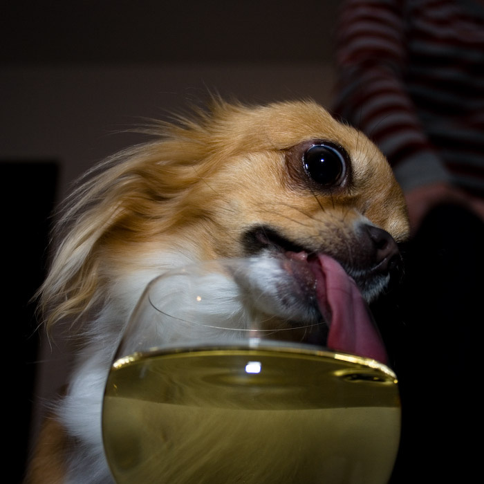 вино белое игристое Chihuahua собака вино белое игристое