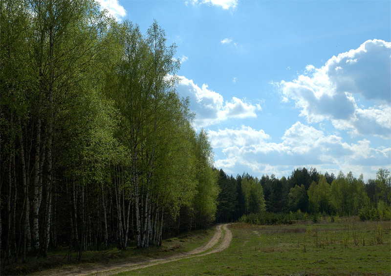Весенняя опушка весна березы дорога
