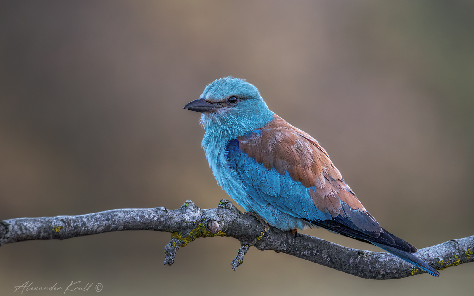 Ранняя птаха сизоворонка обыкновенная ракша coracias garrulus