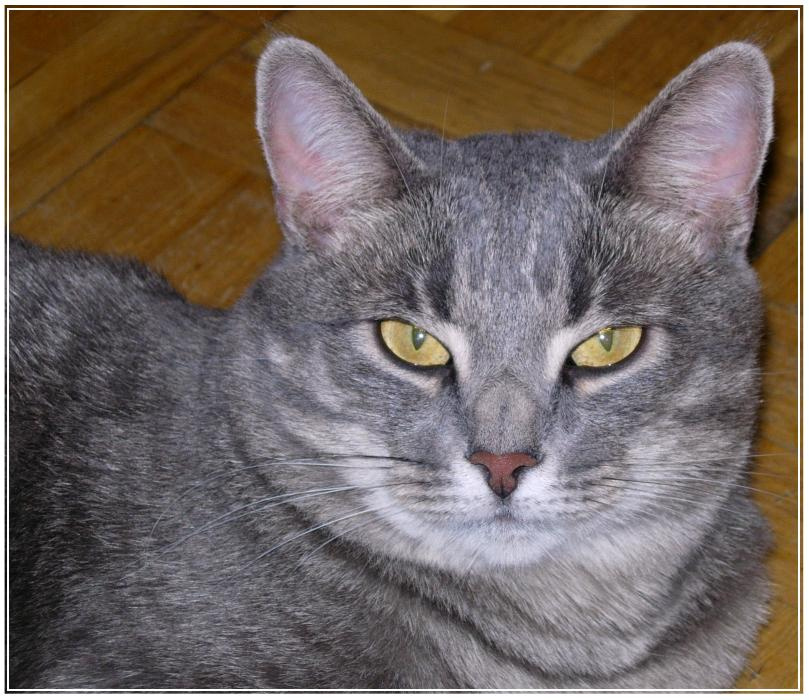Домашний зверь Кот серый домашний