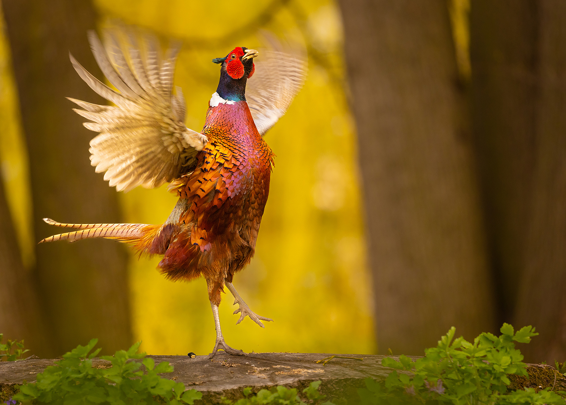 Pheasant 