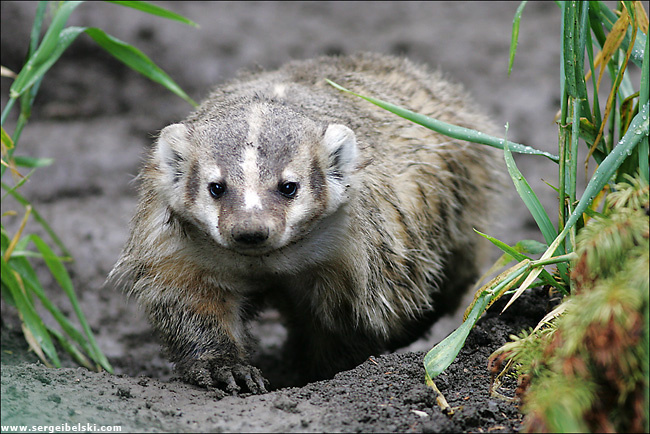 badger badger
