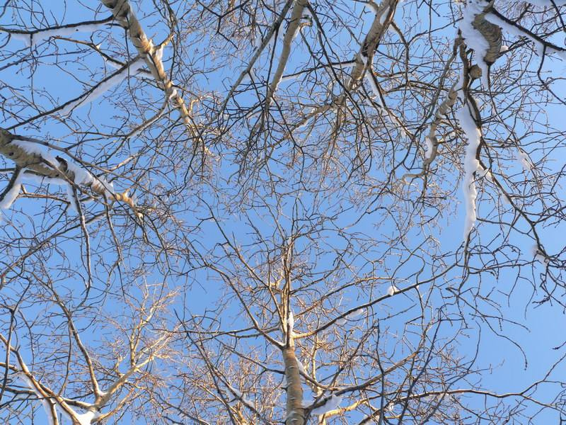 Хоровод деревья ветки небо снег