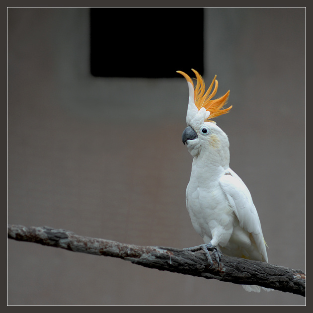 Малевич, я вам скажу, это что-то! оранжевохохлый какаду Cacatua sulphurea citrinocristata