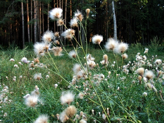 On the field that backs into the forest 