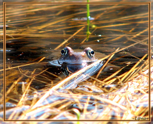 The frog... 