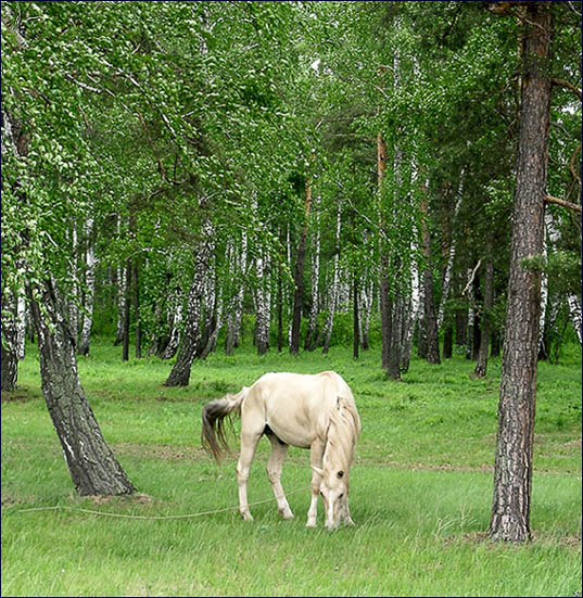 Легкий ланч лошадь лес лето