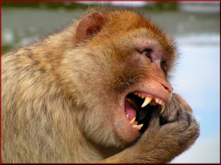 Кариес 