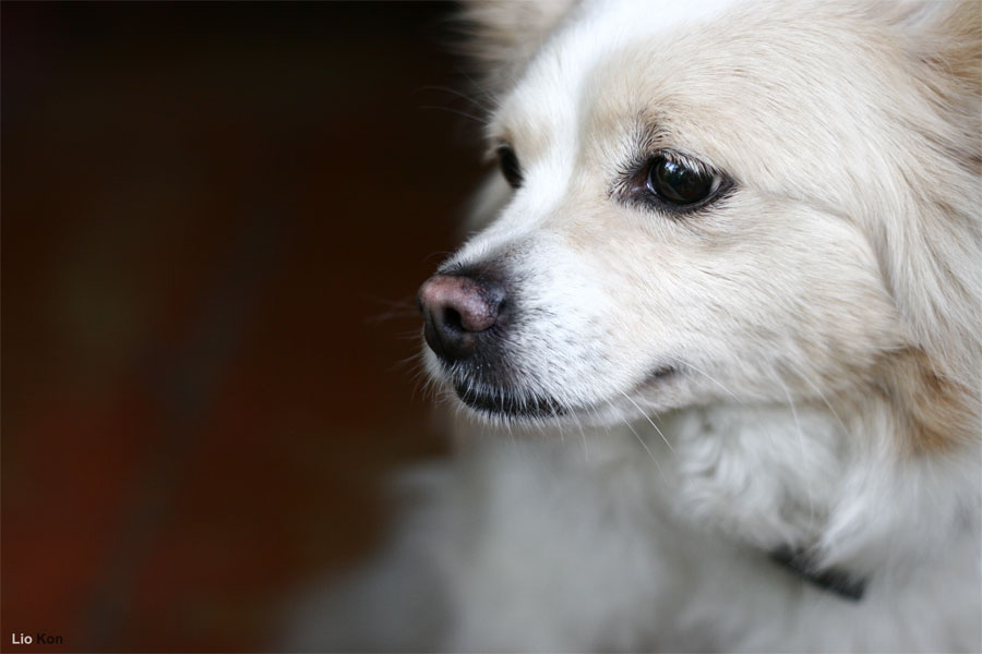 Gera\'s dog песа