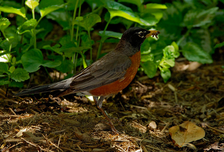 Дрозд обыкновенный Странствующий дрозд, Turdus migratorius, American Robin