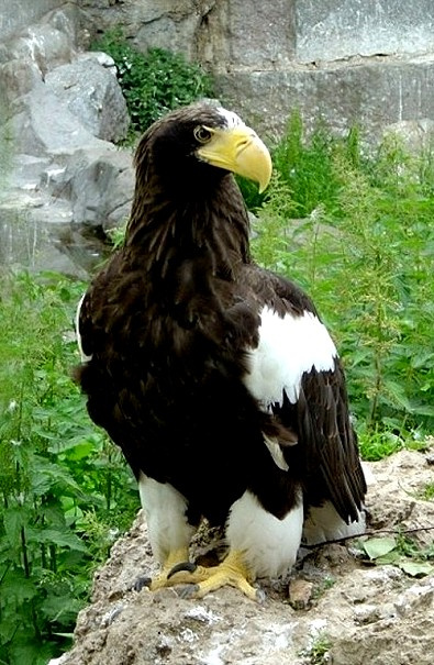 Орел 