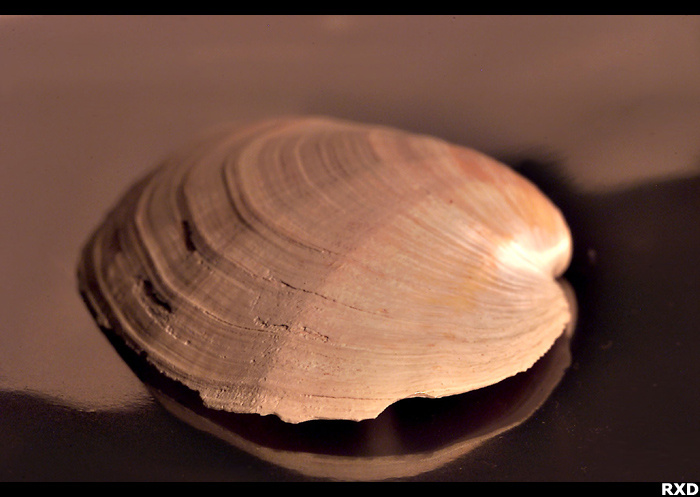 Shell II macro, shell, reflections