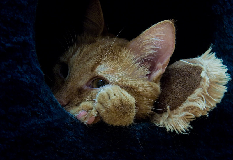 кошкин дом 