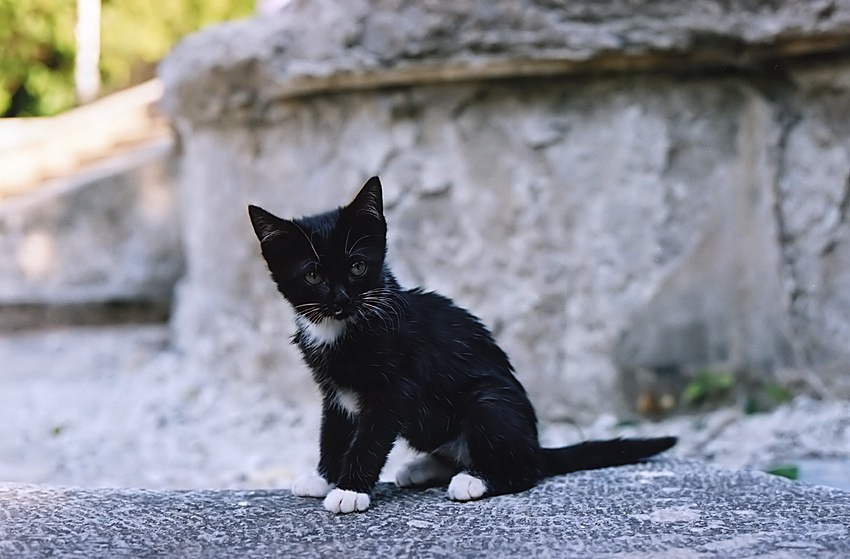Котенок котенок