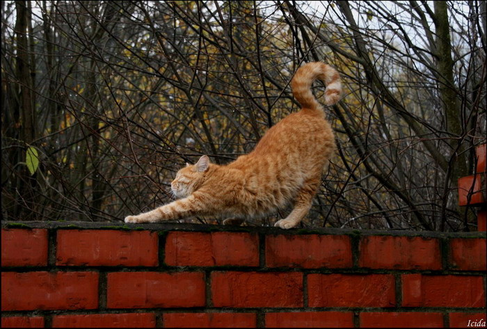 Морская фигура на месте замри.... рыжий кот