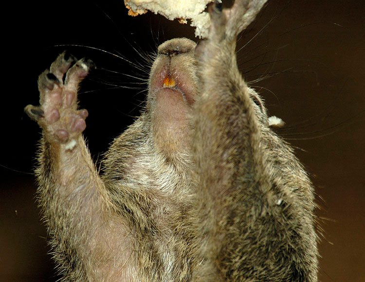 Sposenia! (Hleb) squirrel