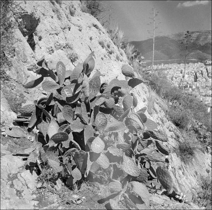 о кактусе бедном замолвите слово Rollei 2.8C