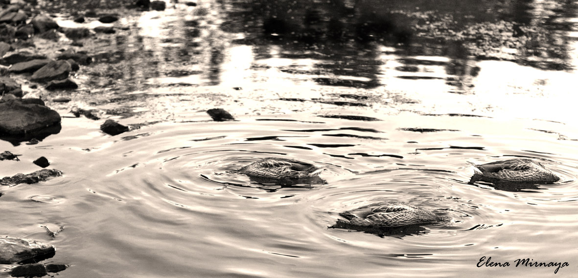 Duck or fish? 