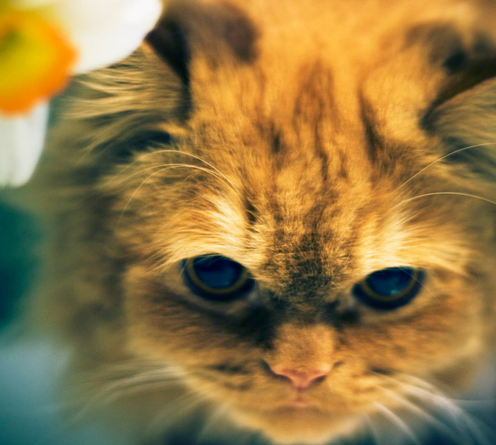 Дайте мне еще гармонь... сьогодні в клубі будуть танці