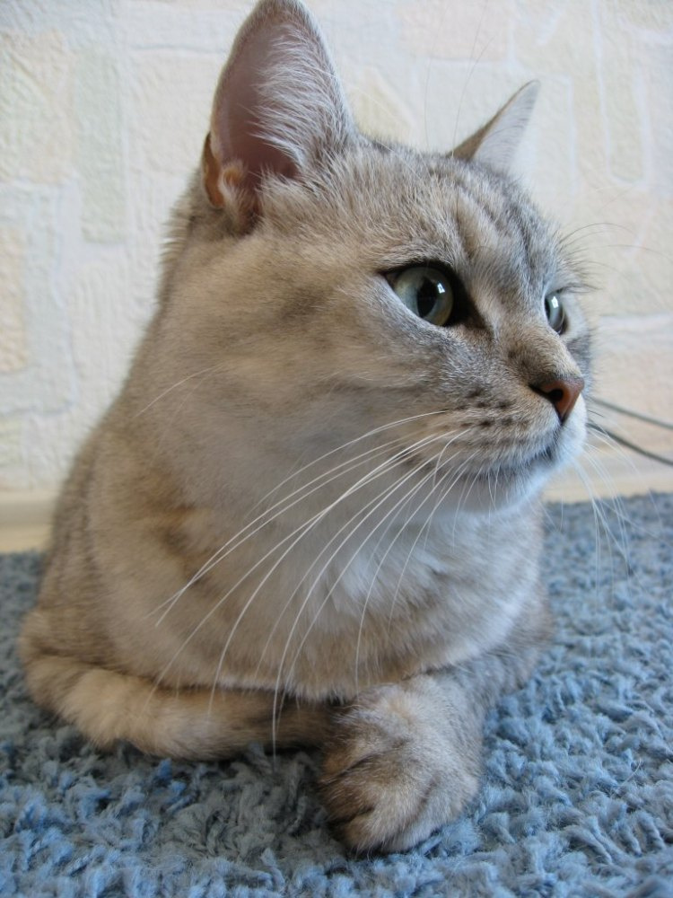 Отдыхаю =) кот кошка