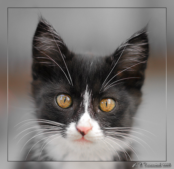 Ещё один \"портрет\";) котёнок чёрный с белым портерт