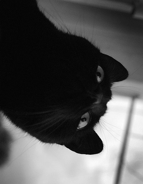 Коты из мультиков* 