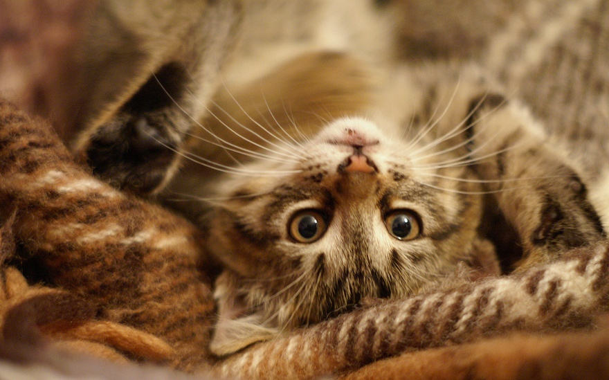*** кот